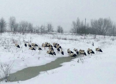 Фахівець з Чернівців розповів, як у морози захистити лелек