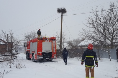 Рятувальники розповіли, як допомагали врятувати лелек від голоду на Буковині