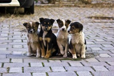 У Чернівцях порахують безпритульних собак
