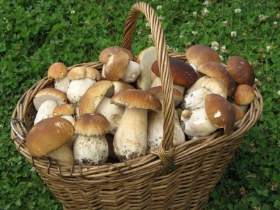 Які гриби збирати і чого остерігатися в лісі. Блог Марини Кавкало
