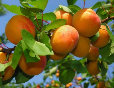 Персик та абрикос – для настрою
