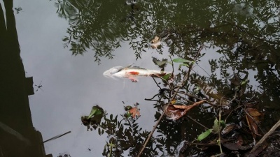 На Буковині вся риба у річці випливла на поверхню через викиди заводу - фото