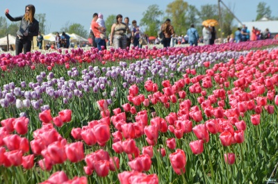 Тюльпанове поле відкриють ще в одному селі Буковини