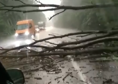 Негода на Буковині: на автотрасі впало дерево, утворився затор – фото