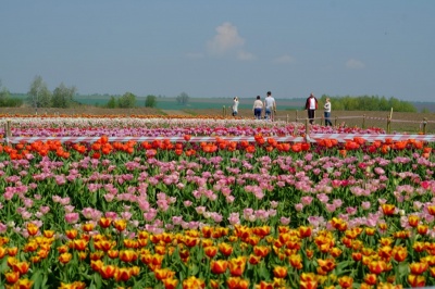 Через холодну весну на Буковині досі не розквітли тюльпанові поля: коли очікують цвітіння квітів