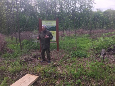 На Буковині висаджують чорний горіх: його деревина вартує тисячі доларів