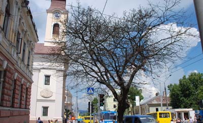 Дерева сохнуть через сіль, яку взимку сиплять на вулиці