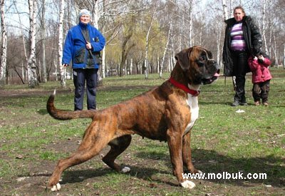 Якщо не вивести кліща, собака може загинути