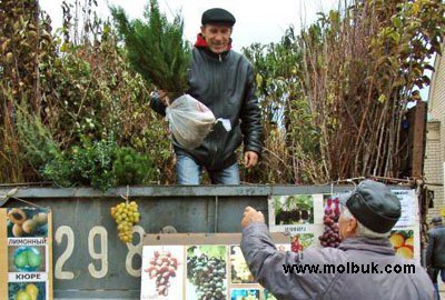 Iз саджанцями можна купити й шкідників