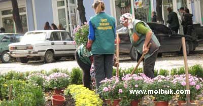 Хризантеми з «квіткового» торта посадили в сквері