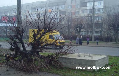 Вночі на вулиці Комарова невідомі зрізали каштани