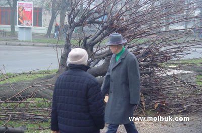 Зрізали каштани – винних досі немає