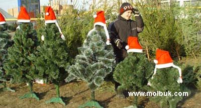 Визначено місця для ялинкових базарів у Чернівцях