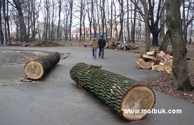 Місто може залишитися без дерев через омелу