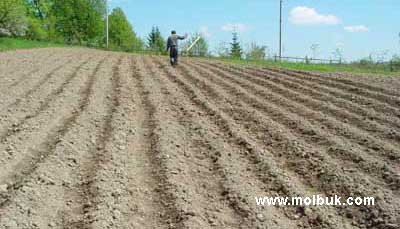 Через земельні межі родичі і сусіди стають ворогами