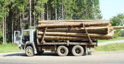 З Буковини вкрали і вивезли лісу на 250 тисяч