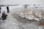 Лебедів рятують від морозів (відео)