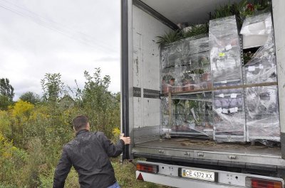 Тонни квітів  розчавили трактором