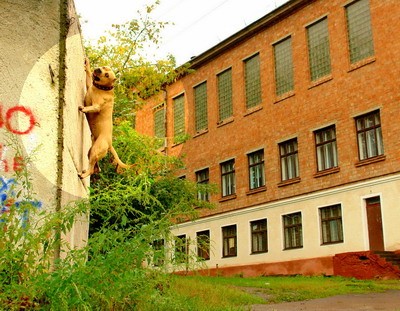 Дивовижний собака лазить по деревах (фоторепортаж)