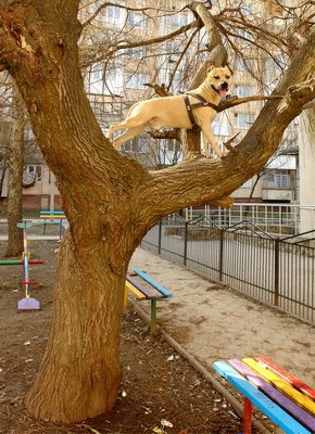 Дивовижний собака лазить по деревах (фоторепортаж)