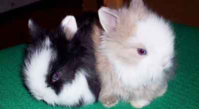 На декоративних кроликів - попит, але купити їх ніде