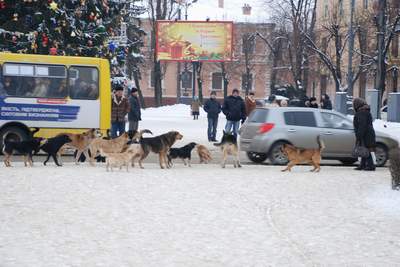 Центром Чернівців бігають зграї бездомних собак (фоторепортаж)
