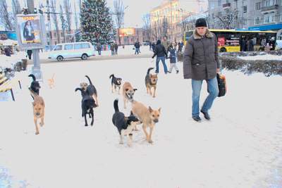 Центром Чернівців бігають зграї бездомних собак (фоторепортаж)