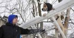 Дивовижний собака лазить по деревах (фоторепортаж)