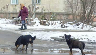 У Чернівцях за тиждень тварини покусали 12 осіб