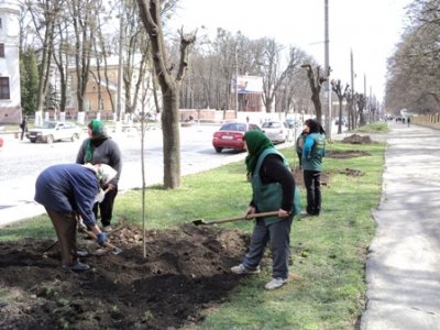 Історія про Володю із Калинкою та сакурою