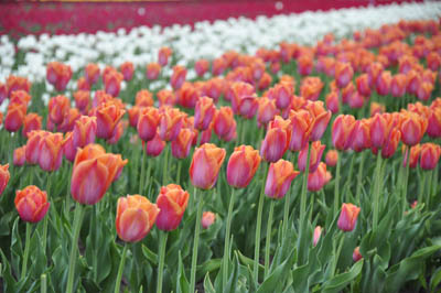На Буковині є своя долина тюльпанів (ФОТО)