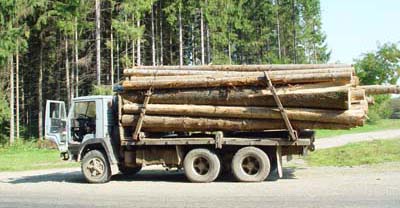 За розкрадання лісу на Буковині затримано трьох працівників лісгоспу