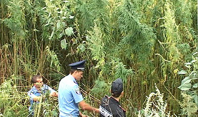Правоохоронці виявили шість полів коноплі в Кіровоградській області