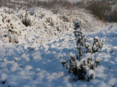 На Буковині випав сніг
