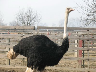 На буковинській фермі живе 50 страусів