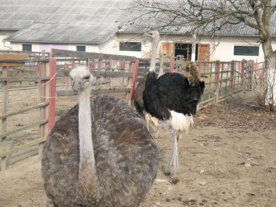 На буковинській фермі живе 50 страусів