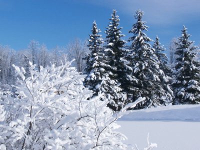У перші дні лютого на Буковині навіть удень 20-градусні морози