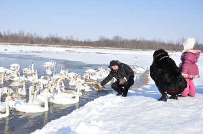 Лебеді у Чорториї мерзнуть і голодні