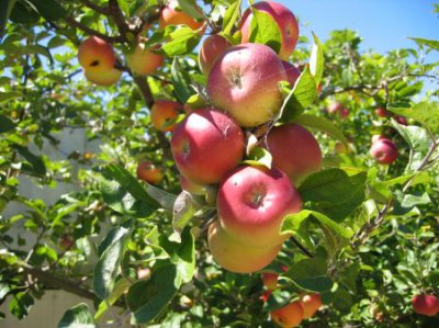 На Буковині будують сховища, де фрукти можна зберігати до нового врожаю