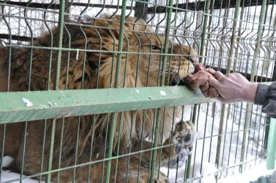 Верблюд Яша і лев Юліан снігу не бояться