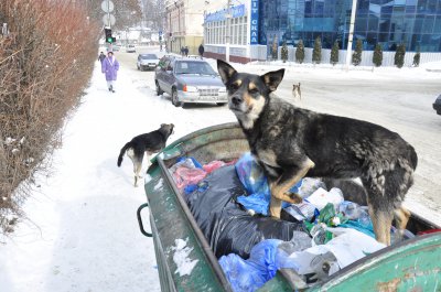 Чернівці просять держветслужбу дати добро на використання отрути проти бродячих тварин