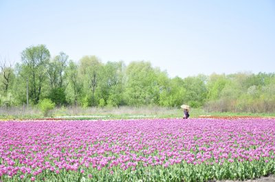 Під Чернівцями розквітла тюльпанова долина