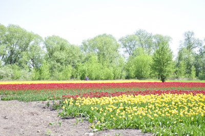 Під Чернівцями розквітла тюльпанова долина