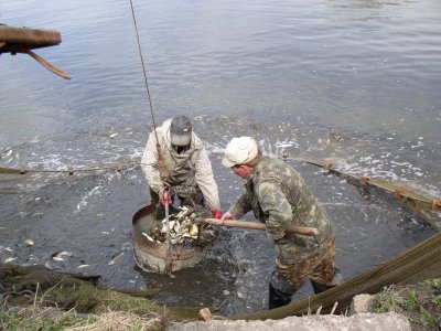 На Буковині вирощуватимуть стерлядь