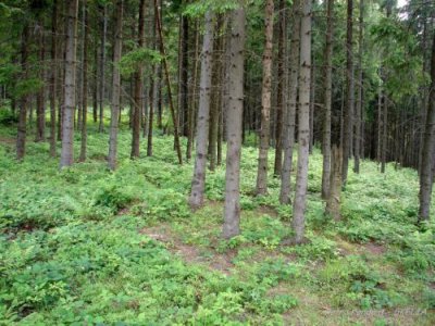 Кубометри вирубаного лісу на Буковині рахуватимуть комп'ютери