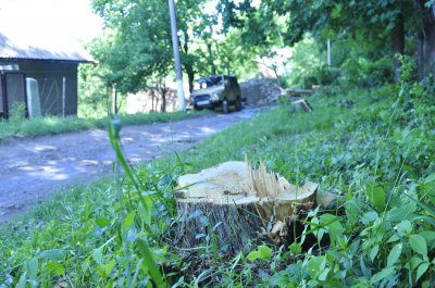 У лісі на Цецино в Чернівцях зрубують дерева – мешканці обурюються