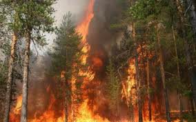 У Карпатах згоріло 90 соток лісу