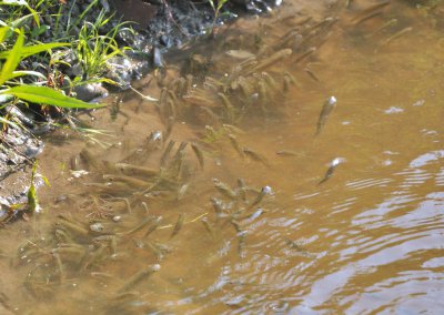 Риби у буковинській річці загинуло на 300 тис. грн.