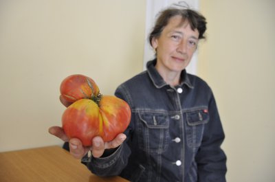 Чернівчанка вирощує велетенські помідори