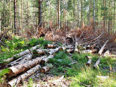 На Буковині лісівника вбило деревом